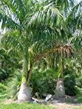 Kubanische Königspalme - 10 Samen -Roystonea regia - Palmensamen -