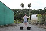 Kugel-Blumenesche "Meczek" Containerpflanzen Stammhöhe 200 cm