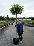 Kugelahorn - Acer platanoides "Globosum" Containerpflanzen Stammhöhe 200 cm