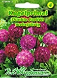 Kugelprimel Dunkle Farben Primula denticulata Primel mehrjährig