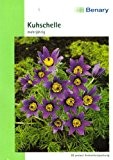 Kuhschelle, Anemone pulsatilla, ca. 30 Samen