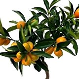 Kumquat Stamm 40cm mit Früchten 15+