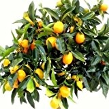Kumquat Stamm PREMIUM 75cm mit Früchten 35+