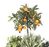 Kumquat-Stämmchen, 1 Pflanze