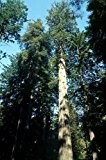 Küstenmammutbaum (Sequoia sempervirens) 50 Samen -Die größte Baumart der Welt mit über 115 Meter-