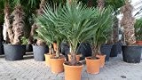 L Trachycarpus fortunei 100 - 120 cm, Hanfpalme, winterharte Palme bis -18°C