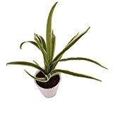 Lalang Zimmerpflanze für Wohnraum oder Büro - Chlorophytum - Hängende Kunstpflanzen - Große buschige Pflanze