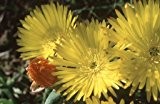 Lampranthus glaucus - Mittagsblume - Eispflanze - 15 Samen