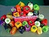 Land Miacle New Varity Serrano Pfeffer Samen, 1 Profi-Pack 50seeds, Capsicum Annuum, Essbare Gemüse Red Chili # M585