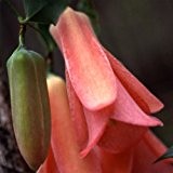 Lapageria Rosea Seeds