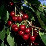 Lapins Kirsche, Kirschbaum Buschbaum, Prunus avium, Obstbaum selbstbefruchtend, Kirsche rot, im Topf, 120 - 150 cm