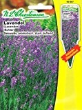 Lavendel Echter Lavandula angustifolia