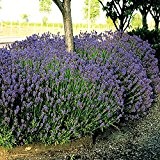 Lavendel Hidcote 7cm Topf - 30 pflanzen