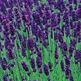 Lavendel 'Hidcote Blue' 30 Samen