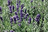 Lavendel 'Hidcote Blue' - Lavandula angustifolia 'Hidcote Blue' - Duftpflanze