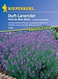 Lavendel Hidcote Blue Strain