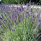 Lavendel ( Lavandula angustifolia DUNKLE HIDCOTE )