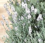 Lavendel ( Lavandula angustifolia 'Edelweiss' ) WEISS