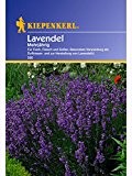 Lavendel Lavandula angustifolia mehrjährig