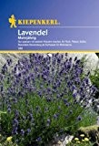 Lavendel Lavandula angustifolia mehrjährig