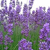 Lavendel - Lavendula angustifolia (200 Samen)