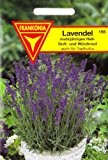 Lavendel, Lavendula angustifolia, ca. 50 Samen
