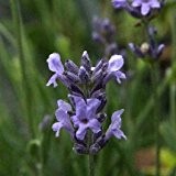 Lavendel Lavendula angustifolia Dwarf Blue