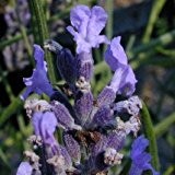 Lavendel Lavendula angustifolia Provence