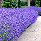 Lavendel Munstead 7cm Topf - 30 pflanzen