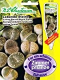 Lebende Steine Lithops gracillidelineata Zimmerpflanze Sukkulent