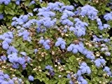 Leberbalsam - Ageratum houstonianum - Blue Mink - 200 Samen
