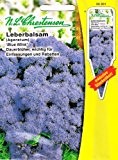 Leberbalsam Blue Mink Ageratum houstonianum