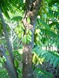 Leckerer Gurkenbaum (Averrrhoa bilimbi) 3 frische Samen -Eine Art Sternfrucht-