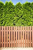 Leinwand-Bild 80 x 120 cm: "Brown wooden fence and thujas hedge", Bild auf Leinwand