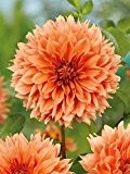 Lemo Gartendesign Dahlie`Fubuki Orange` (Dahlia fimbrata `Fubuki Orange`, 1 Stück)