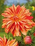 Lemo Gartendesign Großblütige Dahlie ` Babylon Sport Orange` (Dahlia Decorative `Babylon Sport Orange`, 1 Stück)