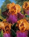 Lemo Gartendesign Großblütige Schwertlilie Gala Madrid (Iris germanica Gala Madrid, 3 Stück)