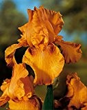 Lemo Gartendesign Großblütige Schwertlilie orange (Iris germanica orange, 3 Stück)