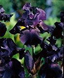 Lemo Gartendesign Großblütige Schwertlilie schwarz (Iris germanica schwarz, 3 Stück)
