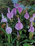 Lemo Gartendesign Ingwerorchidee purpurea (Roscoea purpurea, 2 Stück)