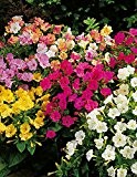 Lemo Gartendesign Japanische Wunderblume (Mirabilis jalapa, 6 Stück)