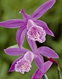 Lemo Gartendesign Tibet Orchidee (Pleione formosana, 3 Stück)