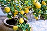 Lemonade aus italienischer vr - Zitrone 5 frische Samen ...