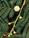 Leucaena leucocephala, Weisskopf-Mimose, 25 frische Samen