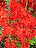 leuchtend rot blühende Garten Azalee Rhododendron luteum Fireball 30 - 40 cm hoch im 4 Liter Pflanzcontainer