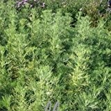 lichtnelke - Coca-Cola-Strauch / Feinfiedrige Eberraute (Artemisia abrotanum var. maritima ) Tb9