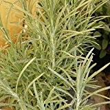 lichtnelke - Currykraut ( Helichrysum italicum ) Tb9