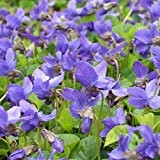 lichtnelke - Duftveilchen ( Viola odorata ) blau
