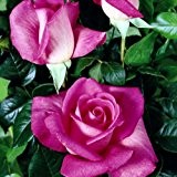 lichtnelke - Edelrose 'Lady Like' Pink Duftrose