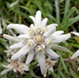 lichtnelke - Edelweiß ( Leontopodium alpinum )